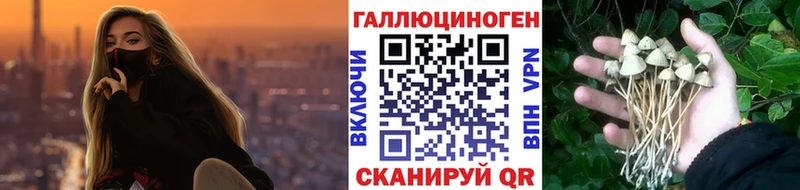 Псилоцибиновые грибы Psilocybe  Нурлат 